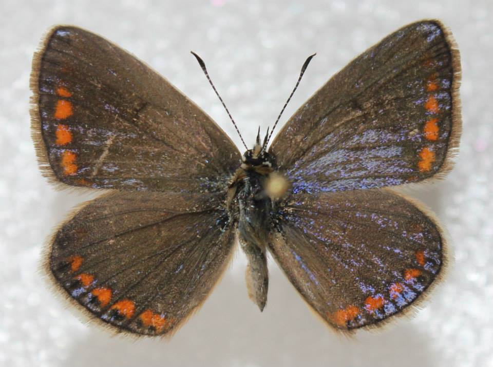 Polyommatus thersites (gynandromorph)1 (Internet Image property of respective owner, non-commercial use only)